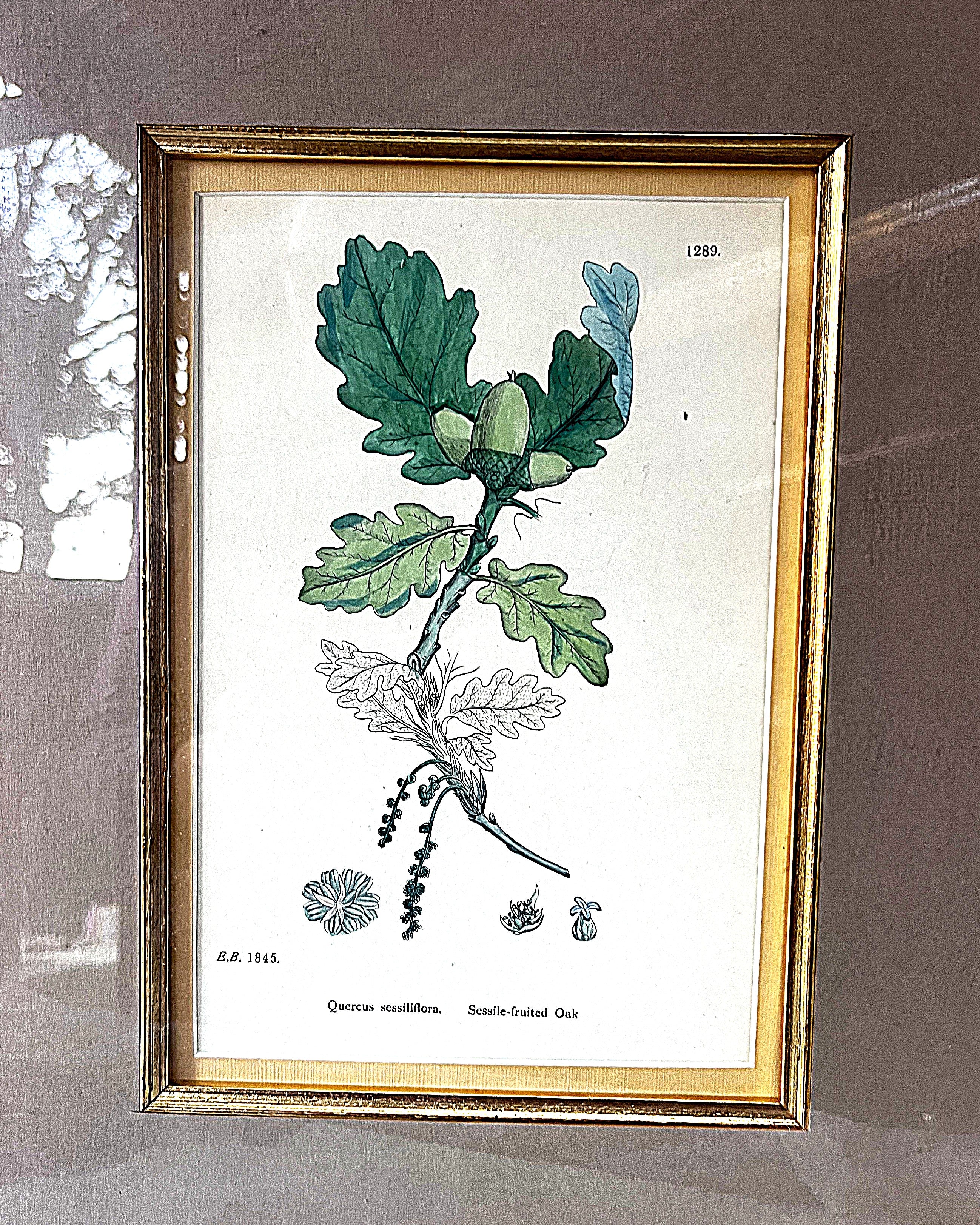 Wall Art: English Botany Sessile Oak Print Plate 1289