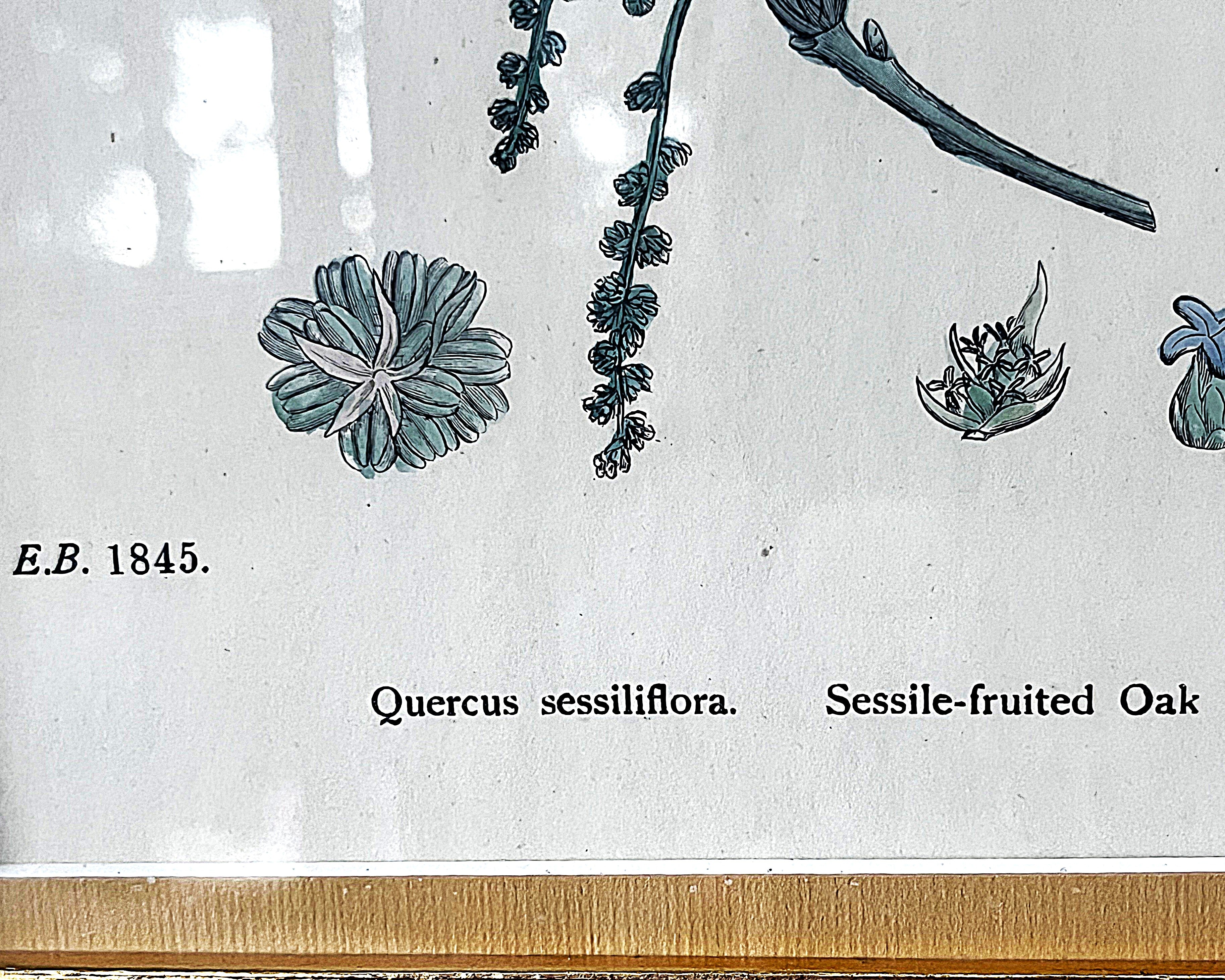 Wall Art: English Botany Sessile Oak Print Plate 1289