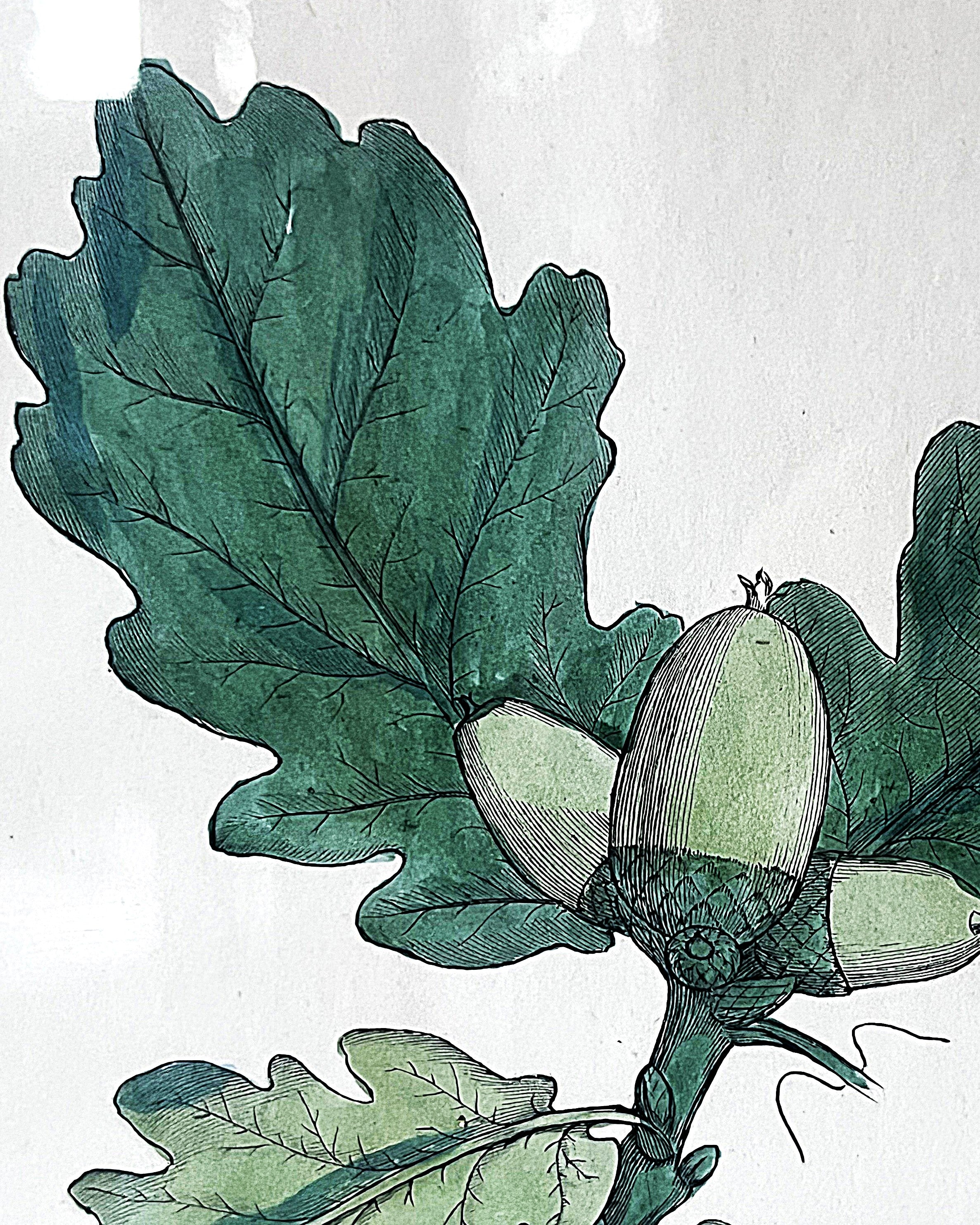 Wall Art: English Botany Sessile Oak Print Plate 1289