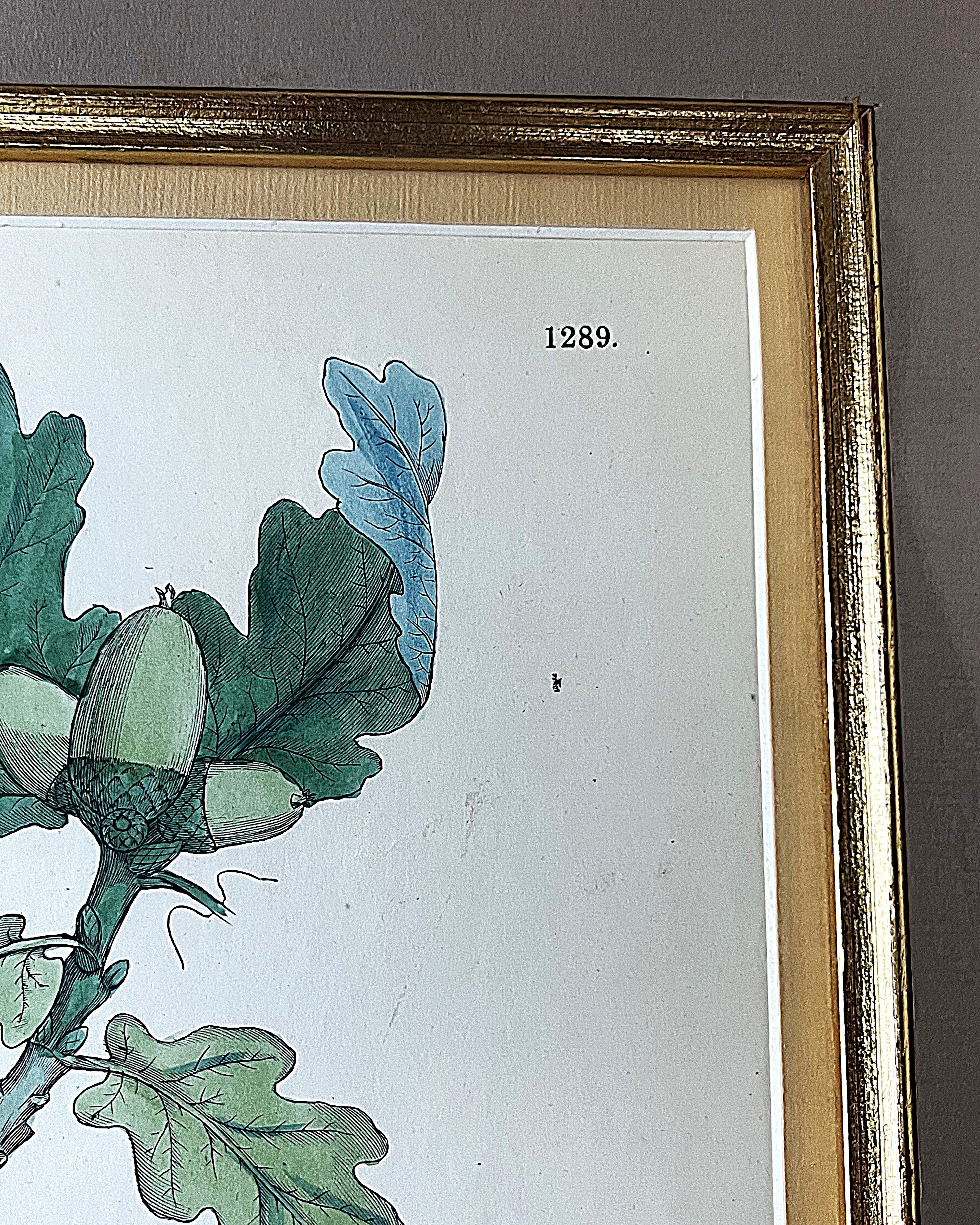 Wall Art: English Botany Sessile Oak Print Plate 1289