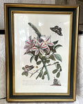 Wall Art: Georg Dionysius Ehret "Plantae et Papiliones Rariores" Botanical Plate