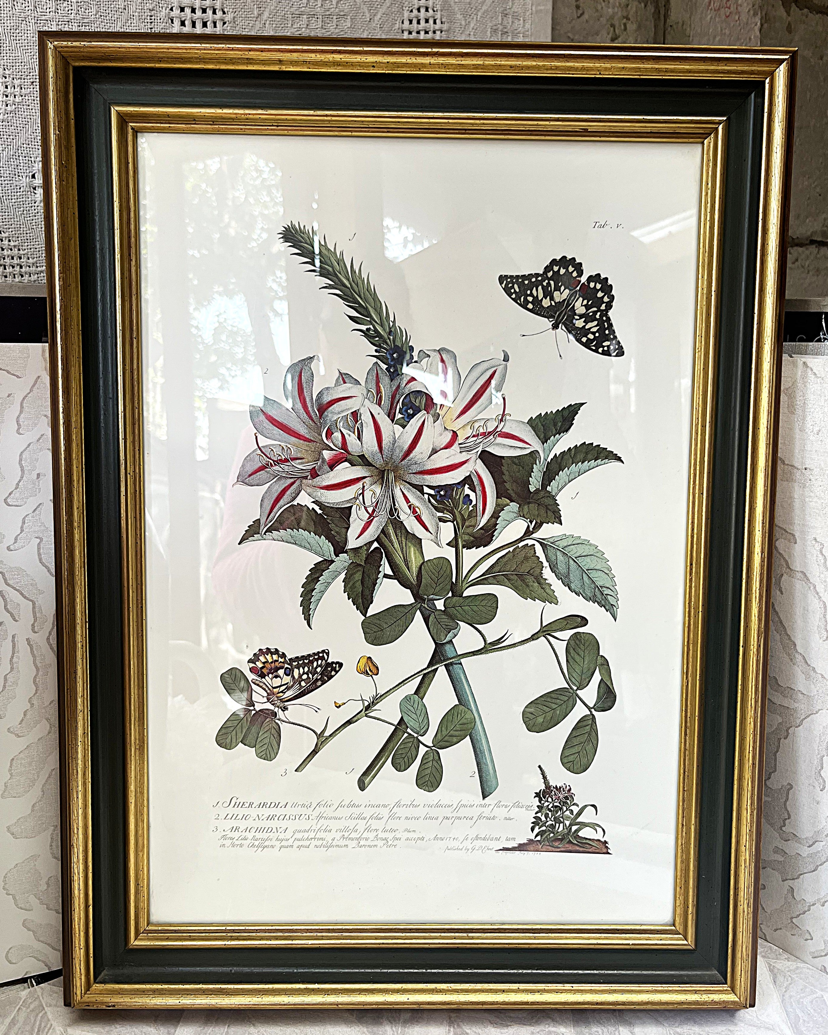 Wall Art: Georg Dionysius Ehret "Plantae et Papiliones Rariores" Botanical Plate
