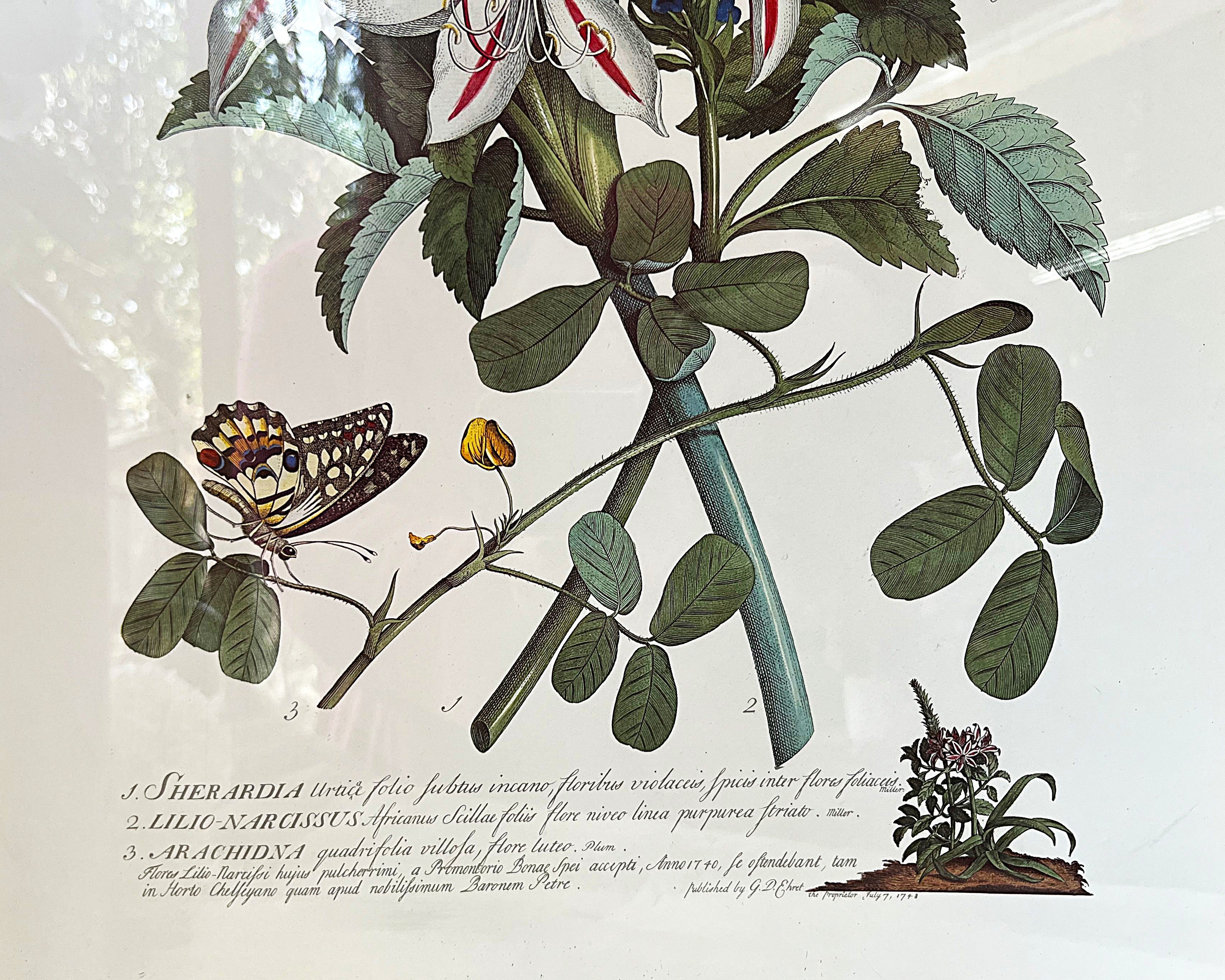 Wall Art: Georg Dionysius Ehret "Plantae et Papiliones Rariores" Botanical Plate