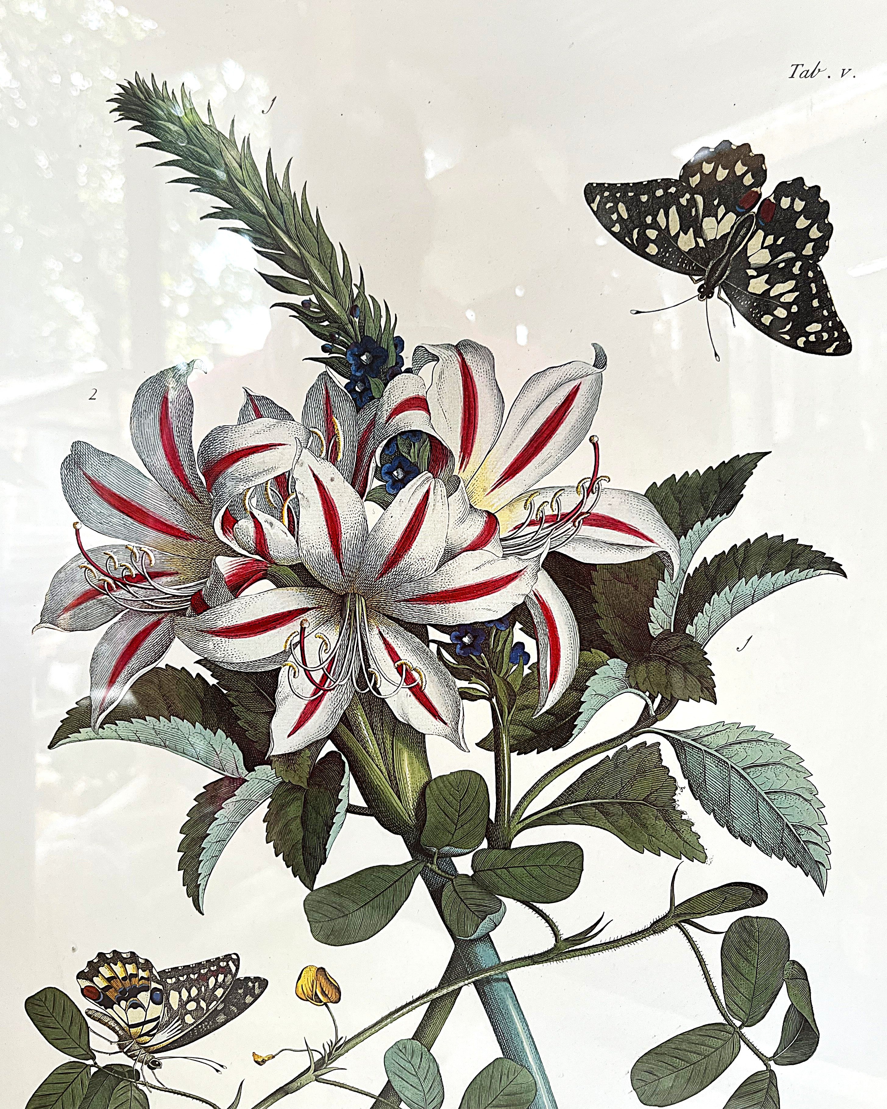 Wall Art: Georg Dionysius Ehret "Plantae et Papiliones Rariores" Botanical Plate