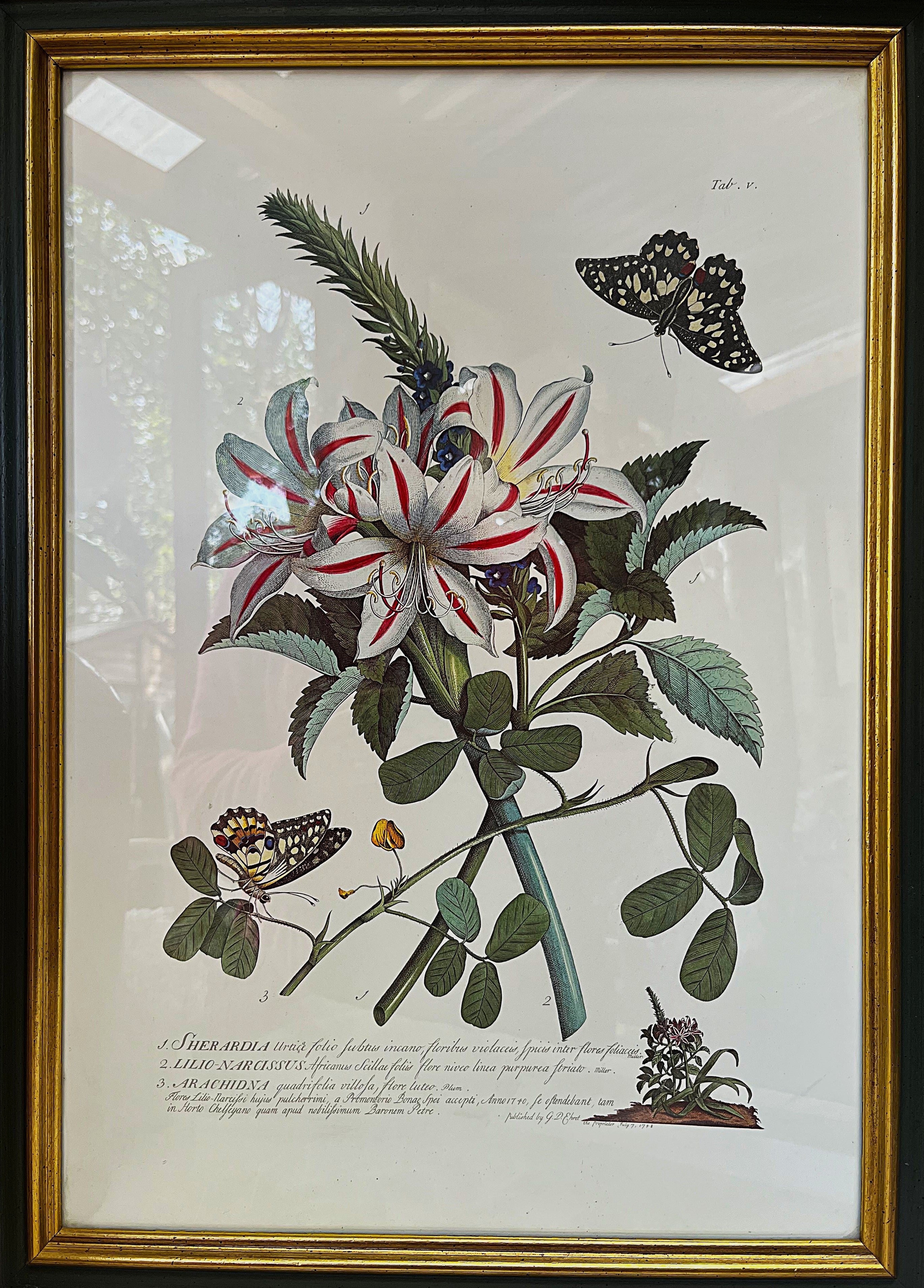Wall Art: Georg Dionysius Ehret "Plantae et Papiliones Rariores" Botanical Plate