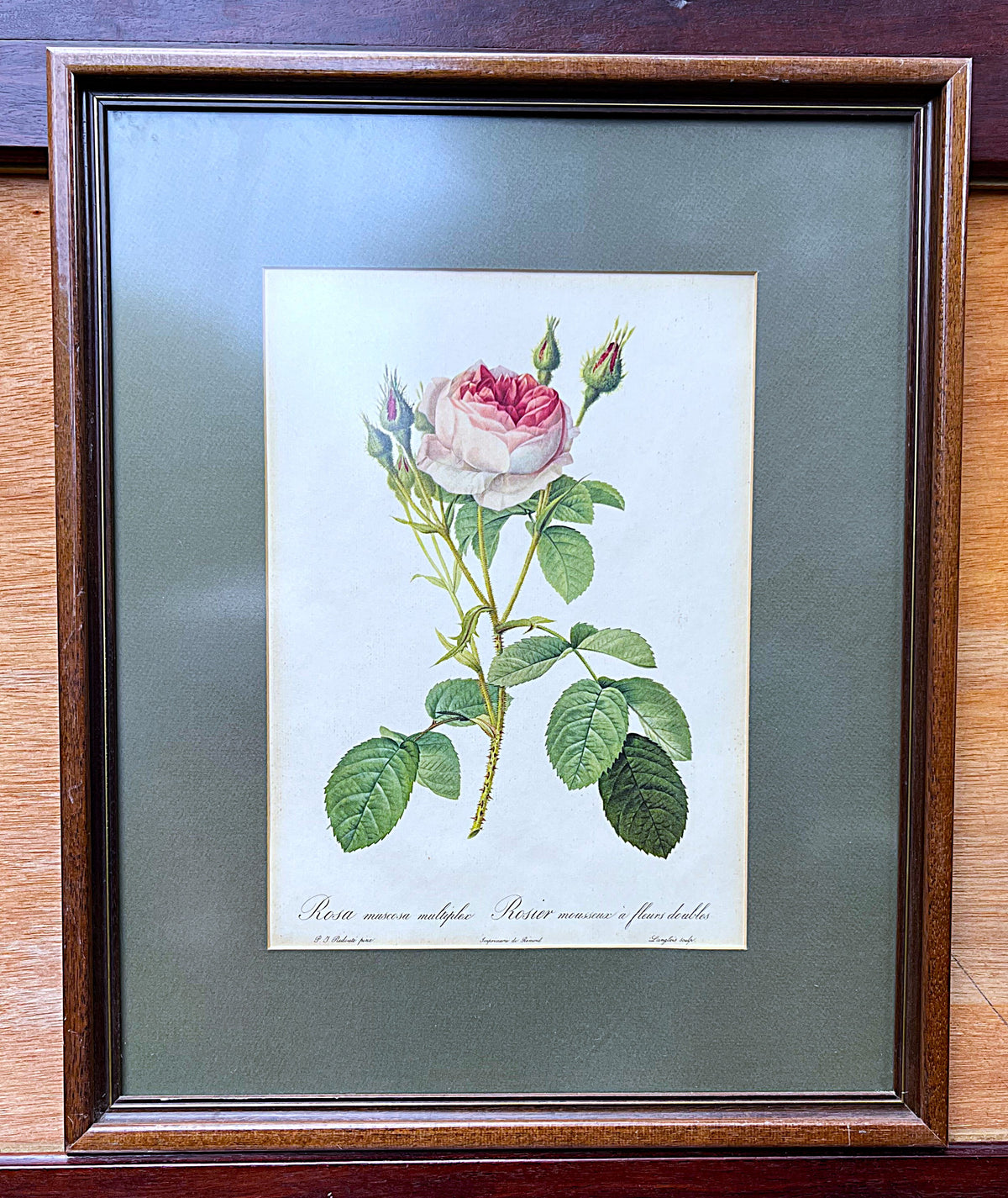 Botanical Art: Pierre-Joseph Redouté Rosa Muscosa Botanical Print