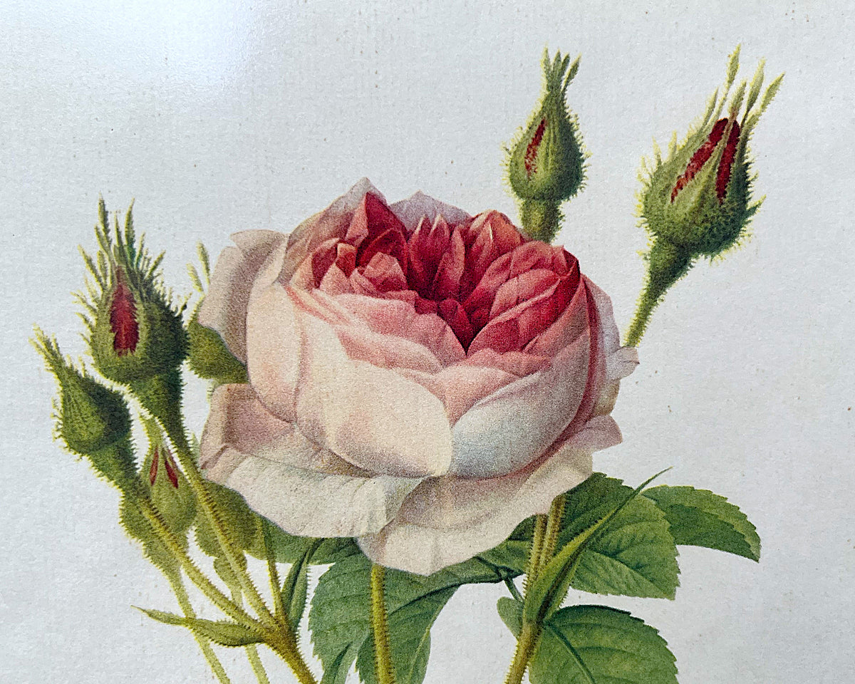 Botanical Art: Pierre-Joseph Redouté Rosa Muscosa Botanical Print