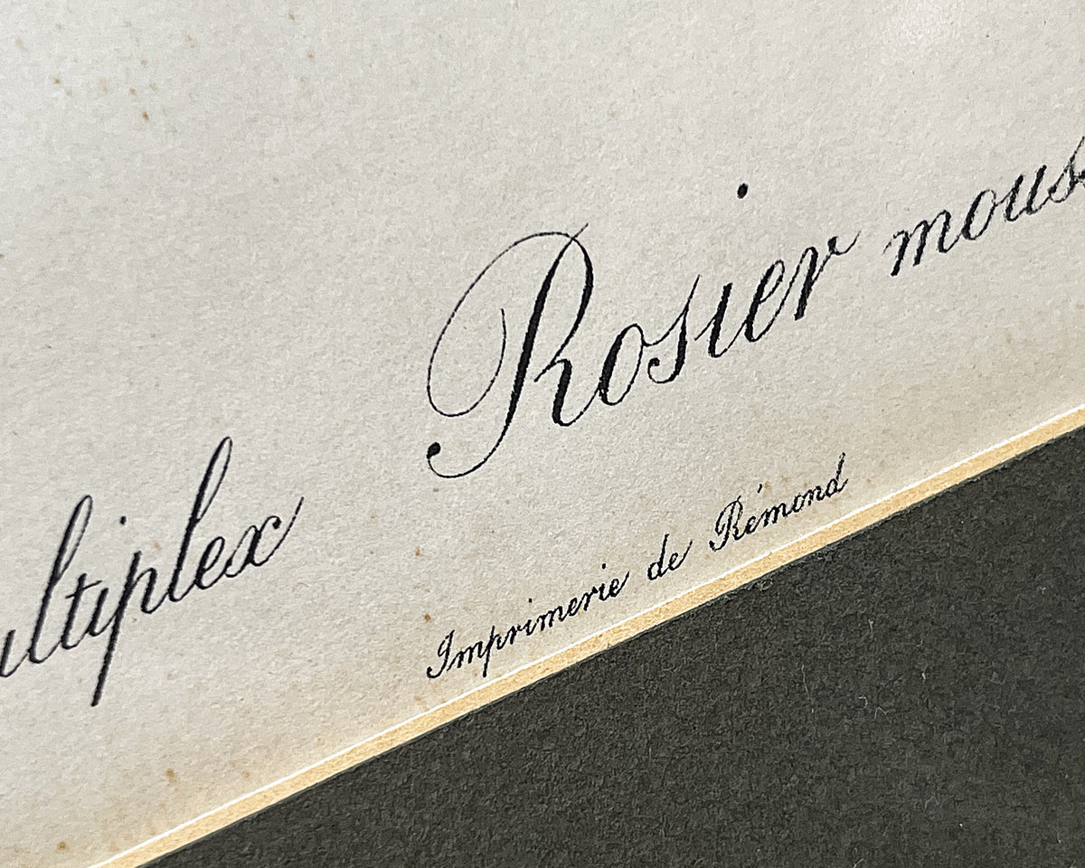 Botanical Art: Pierre-Joseph Redouté Rosa Muscosa Botanical Print