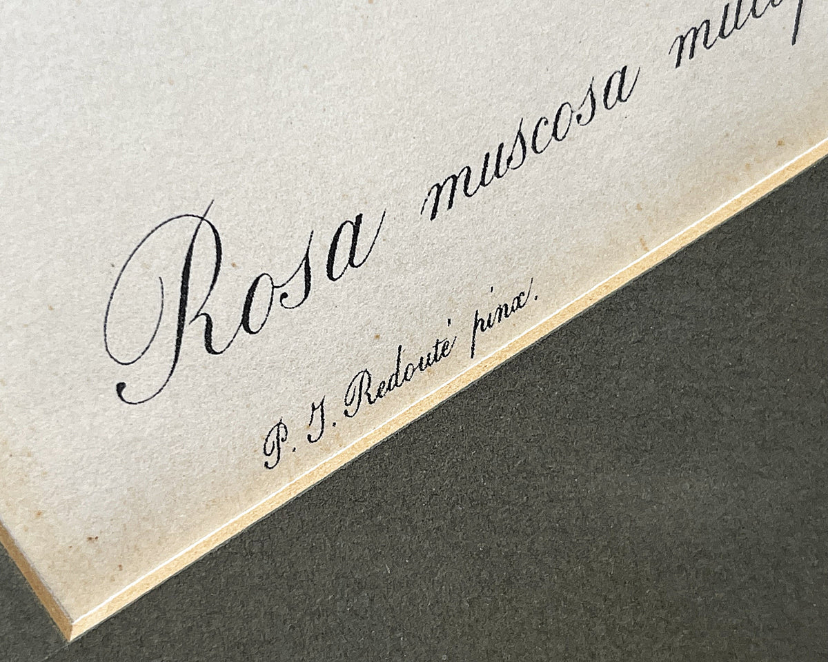Botanical Art: Pierre-Joseph Redouté Rosa Muscosa Botanical Print