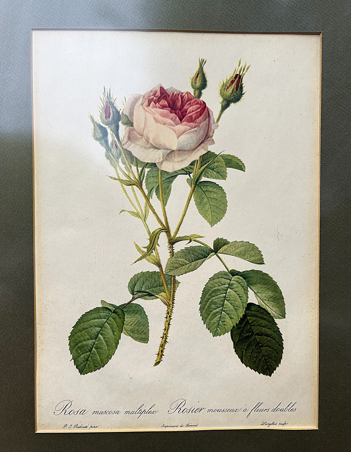 Botanical Art: Pierre-Joseph Redouté Rosa Muscosa Botanical Print