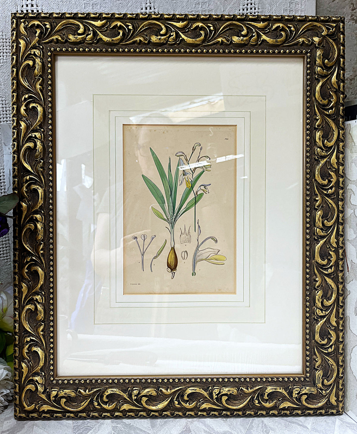 Botanical Art: Rudolf Marloth & S. Gower Historic Botanical Studies