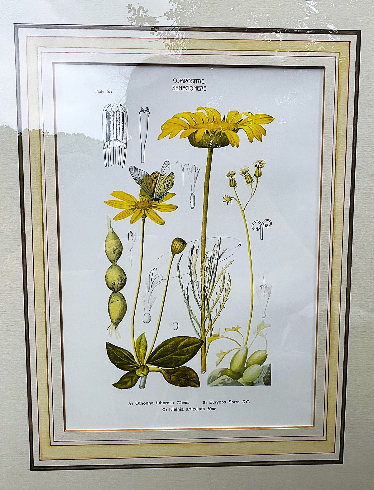 Botanical Art: Rudolf Marloth & S. Gower Historic Botanical Studies