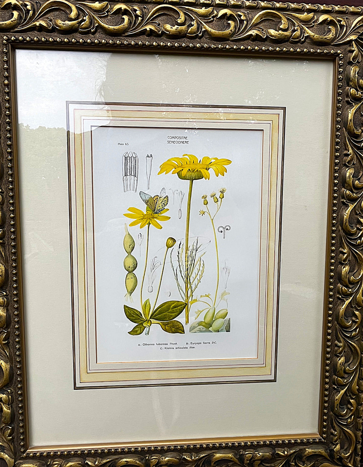 Botanical Art: Rudolf Marloth & S. Gower Historic Botanical Studies