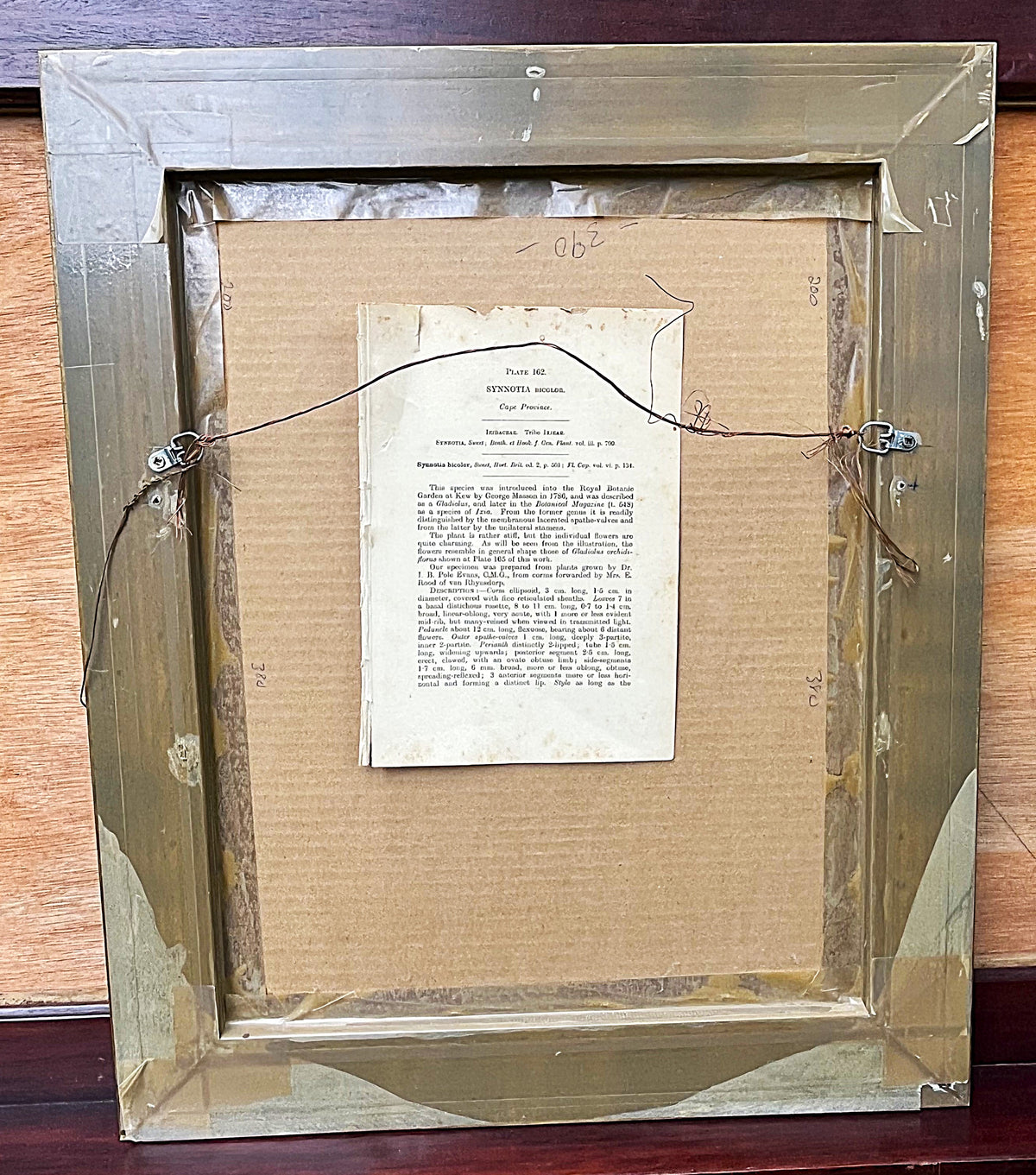Botanical Art: Rudolf Marloth & S. Gower Historic Botanical Studies