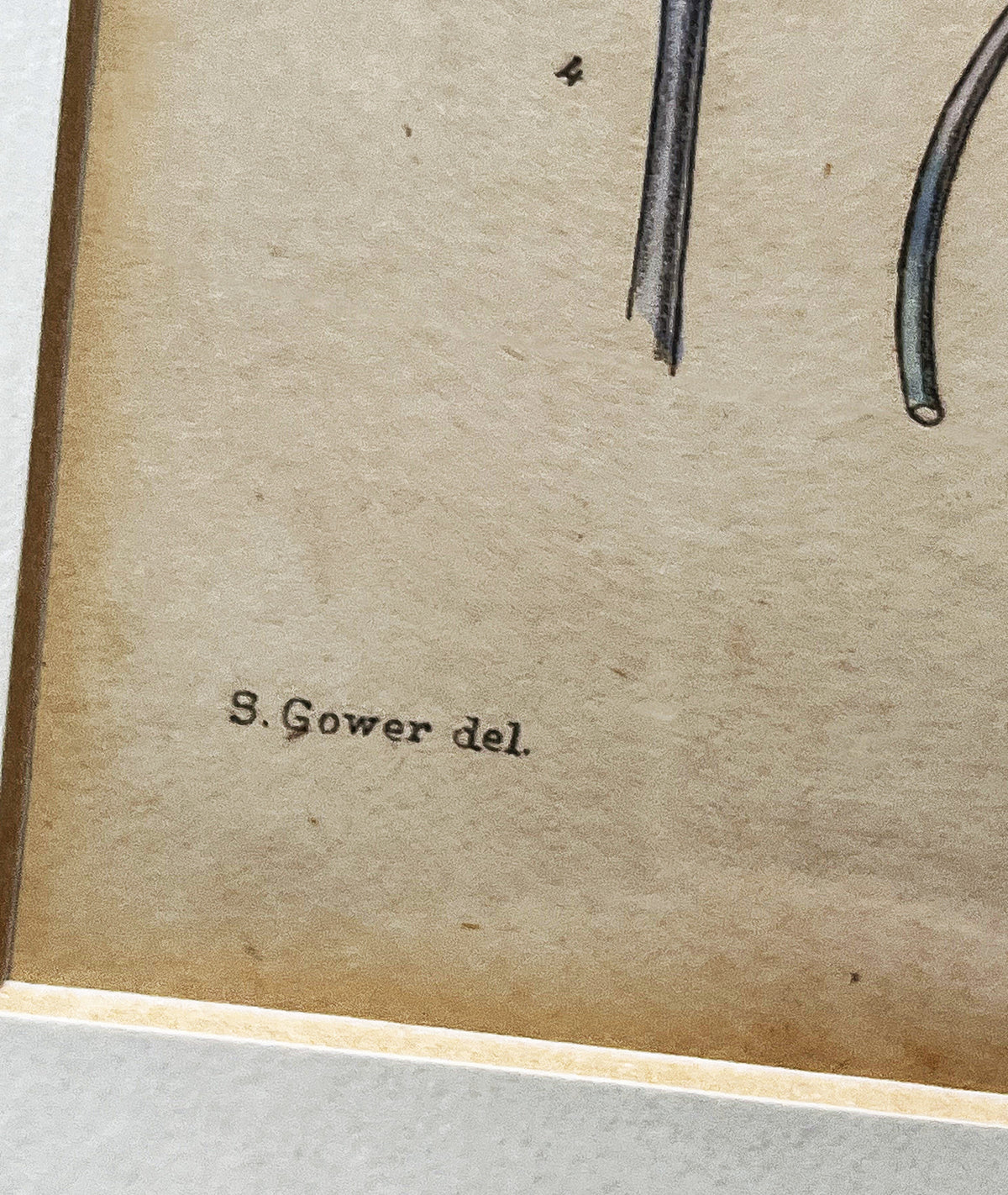 Botanical Art: Rudolf Marloth & S. Gower Historic Botanical Studies
