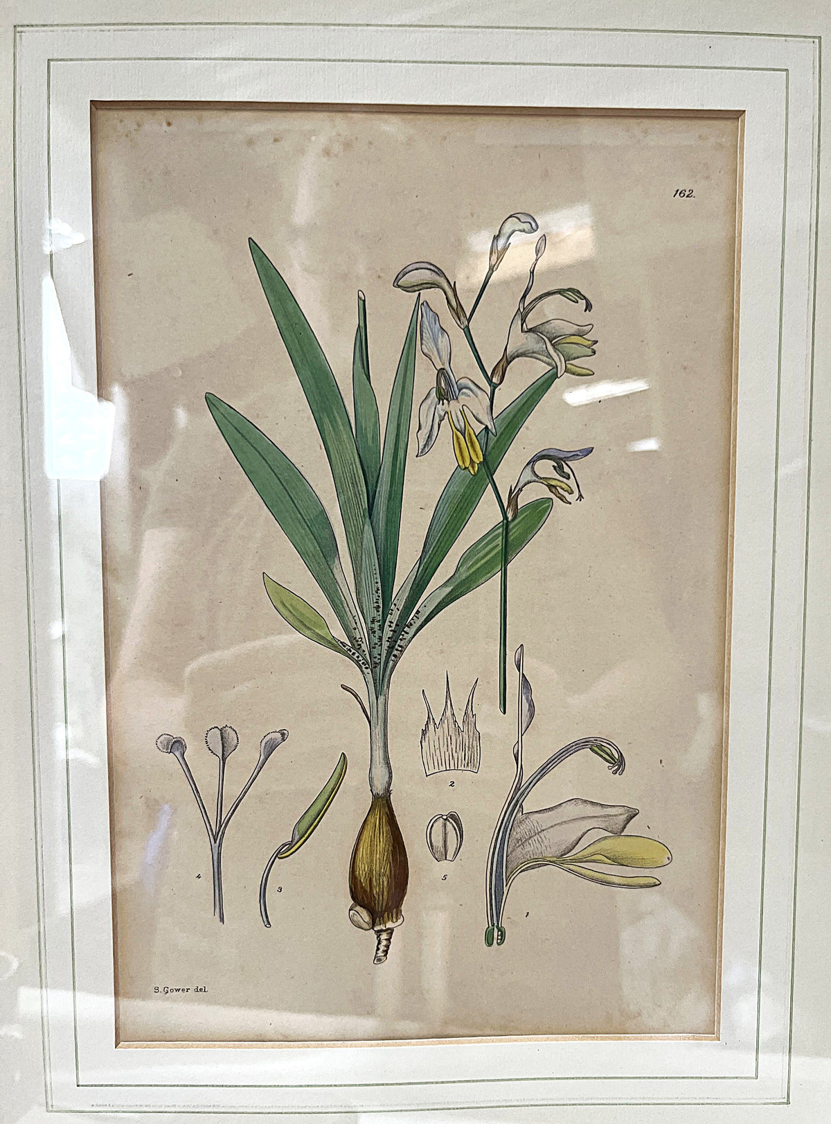 Botanical Art: Rudolf Marloth & S. Gower Historic Botanical Studies