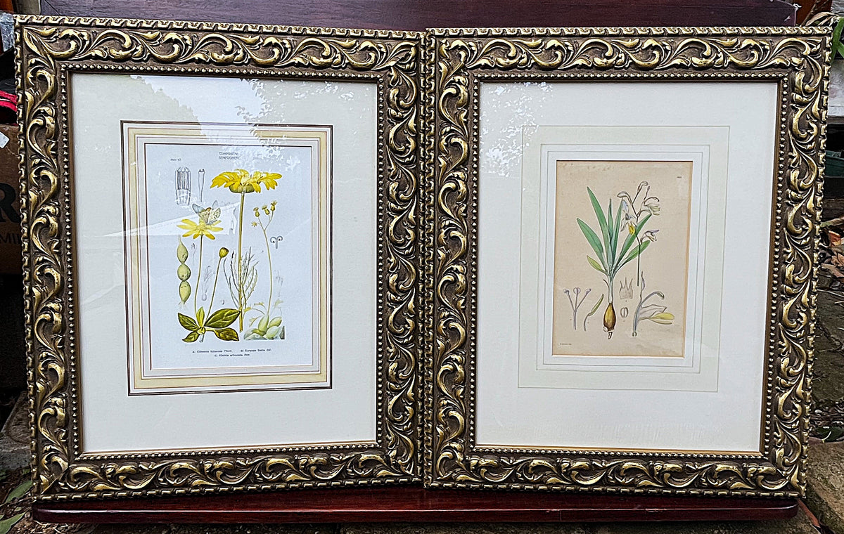 Botanical Art: Rudolf Marloth & S. Gower Historic Botanical Studies