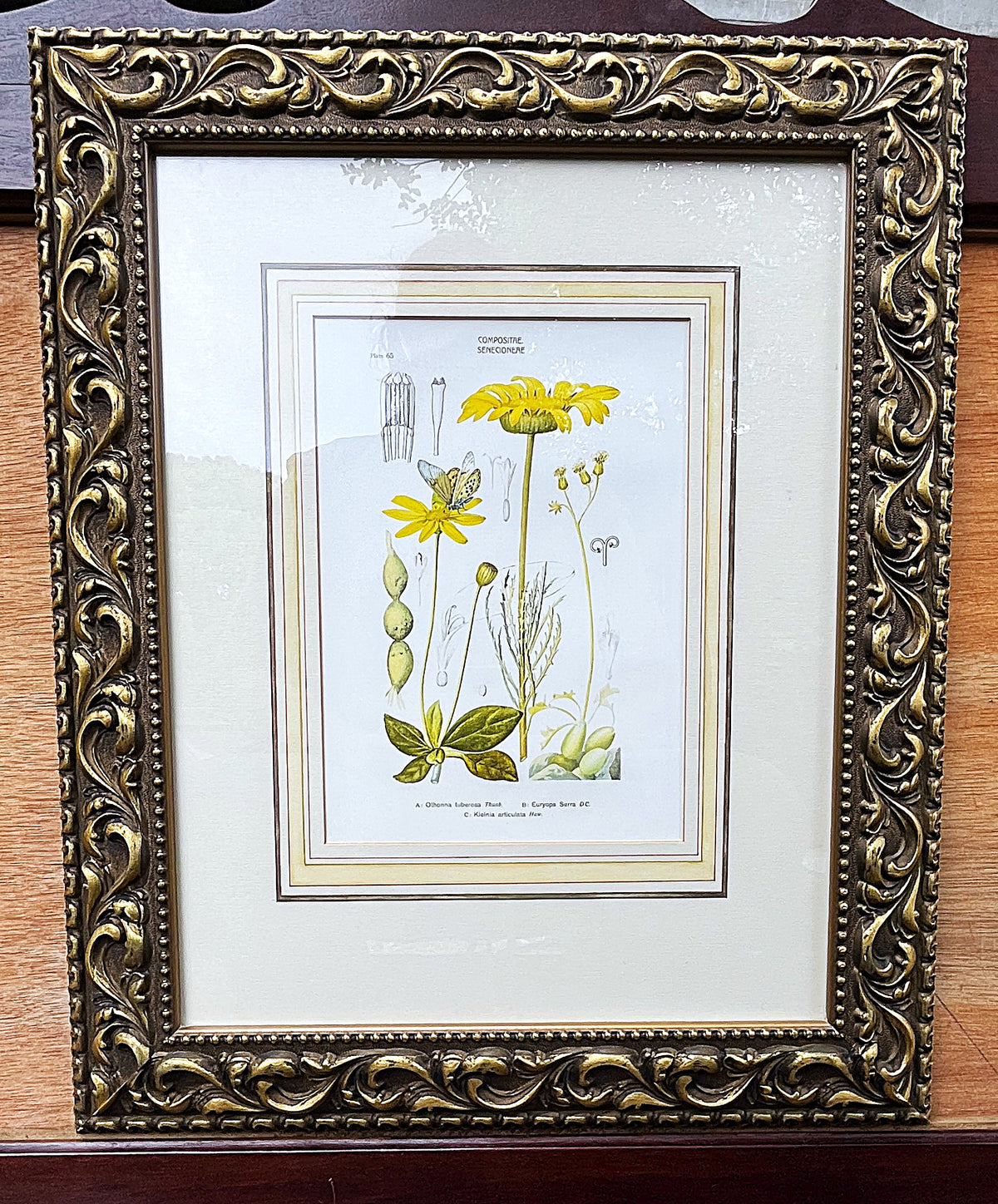 Botanical Art: Rudolf Marloth & S. Gower Historic Botanical Studies