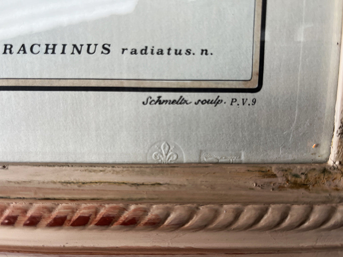 Natural History: Original Trachinus Radiatus Hand-Coloured Fish Engraving