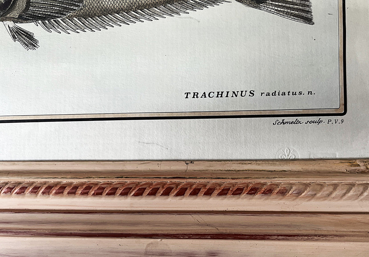 Natural History: Original Trachinus Radiatus Hand-Coloured Fish Engraving