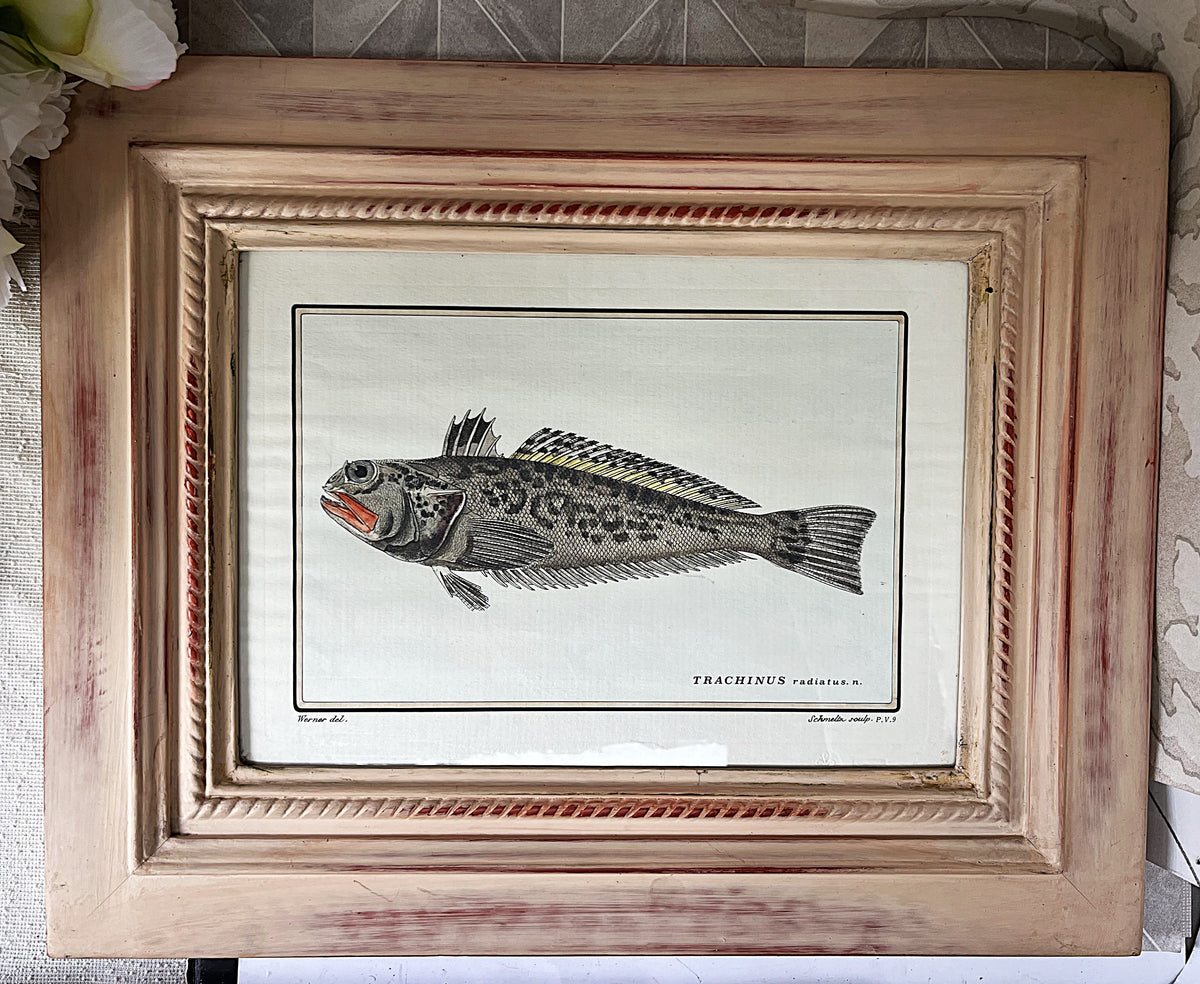 Natural History: Original Trachinus Radiatus Hand-Coloured Fish Engraving