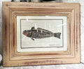 Natural History: Original Trachinus Radiatus Hand-Coloured Fish Engraving