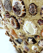Lamps: Mid-Century Hollywood Regency Grotto-Style Encrusted Seashell Amphora Lamp Base