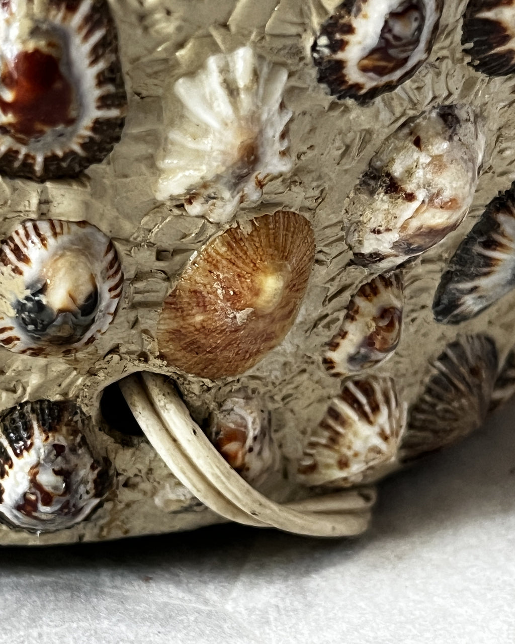 Lamps: Mid-Century Hollywood Regency Grotto-Style Encrusted Seashell Amphora Lamp Base